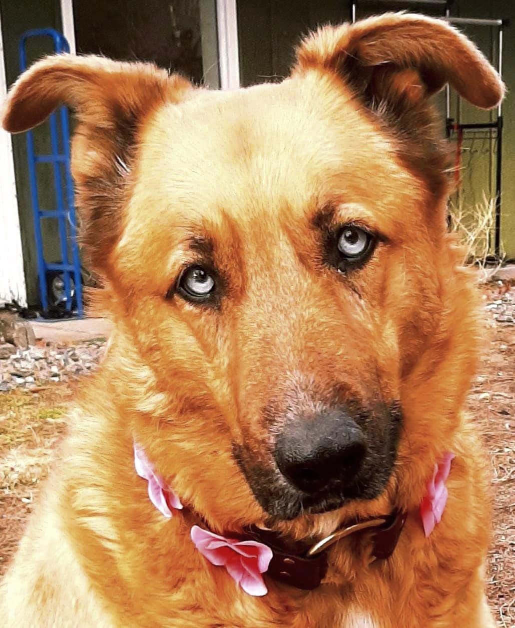 Forever Flower Leather Collar