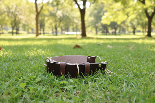 Leather Dog Collar Martingale Collar, 1.5 inches wide, Customizable