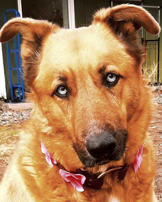 Forever Flowers Leather Dog Collar